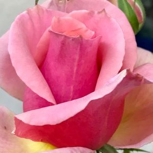 Meet your Posher, Patti